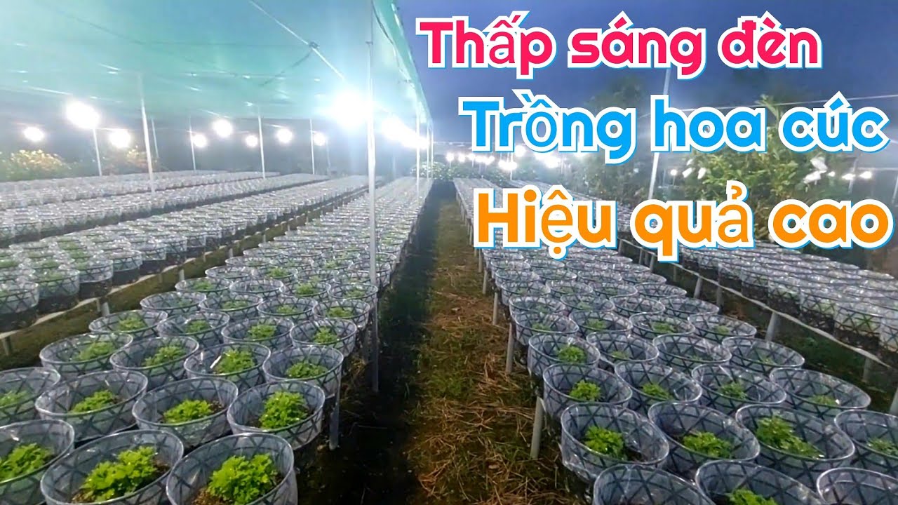 Mô Hình Thấp Sáng Đèn Trồng Hoa Cúc Mâm Xôi Mang Lại Hiệu Kinh Tế Quả Cao