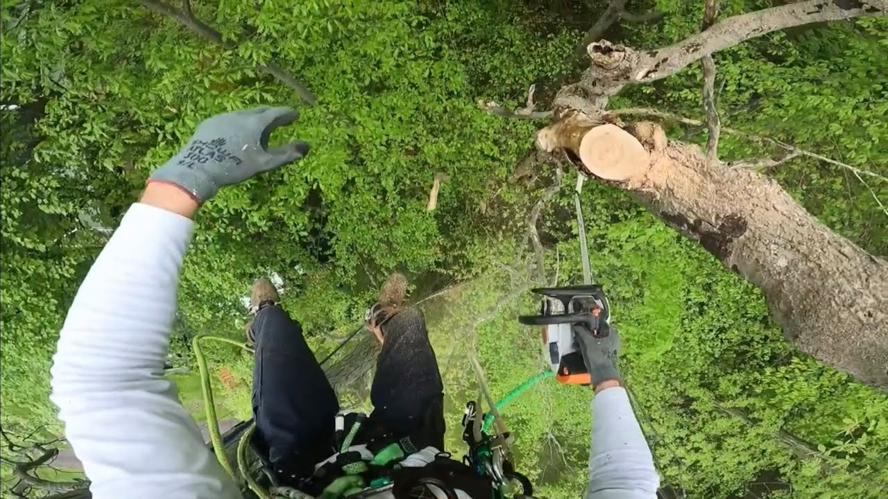 The sketchiest tree Wes has ever removed - raw footage