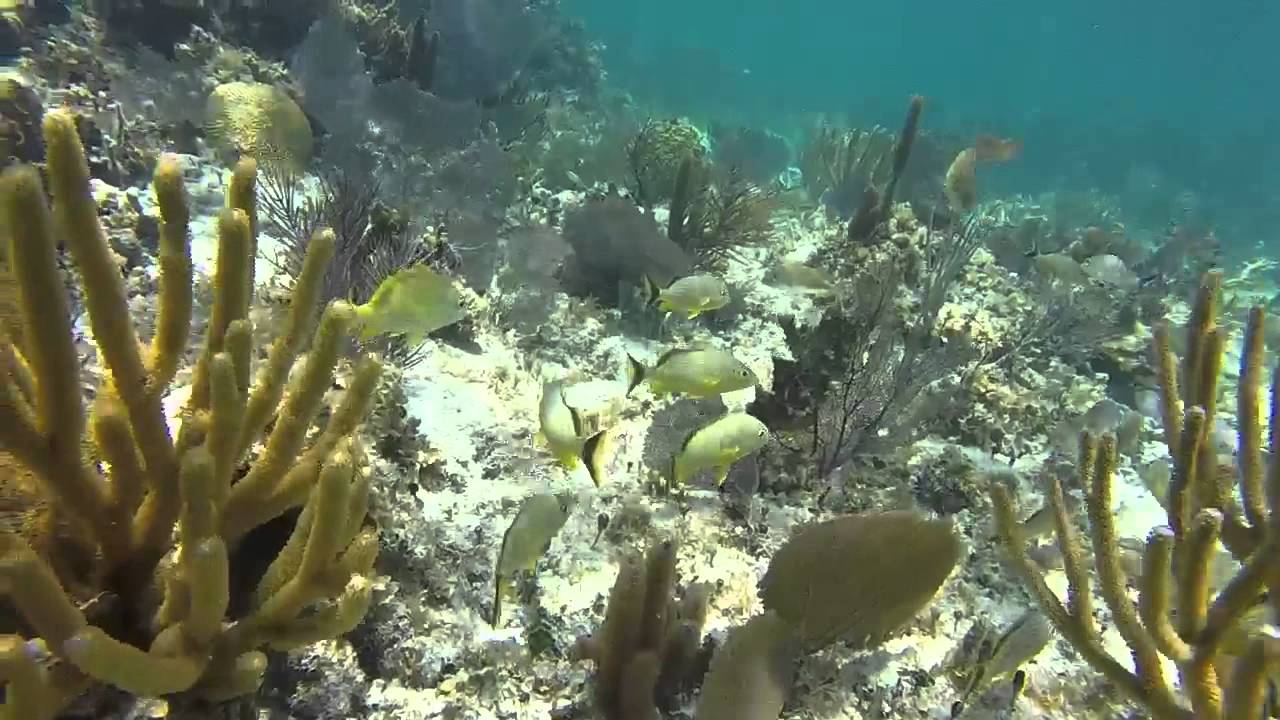 Willy en punta nizuc