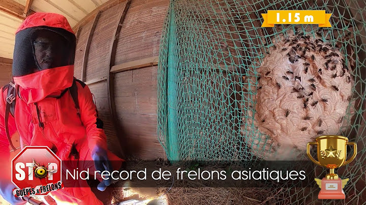 Record de France du nid de frelons asiatiques