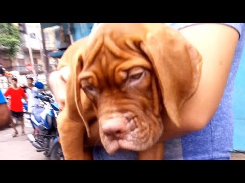 puppy paradise Finally Young Man Gets His Loved Puppy At Galiff Street