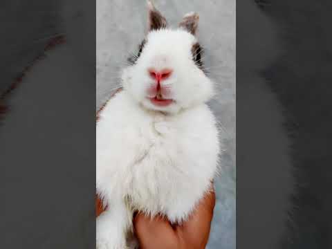 Hello Mera Naam Hai Bunny Bunny | Imposter - Cute Rabbit #Shorts
