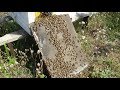 Усиление отводков пчелой в зиму
