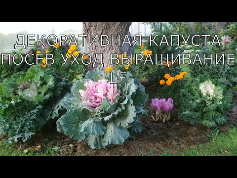 Видео: Красивый цветник до зимы. Декоративная капуста. Посев, выращивание.