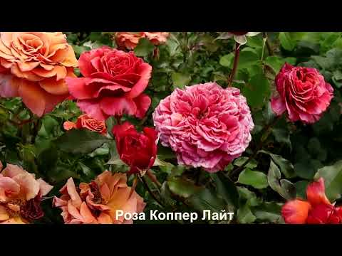 ЦВЕТЕНИЕ РОЗ 2025 НОВЫЕ сорта Роза Филинг роза Абей сент оф Аман роза Коппер Лайт 