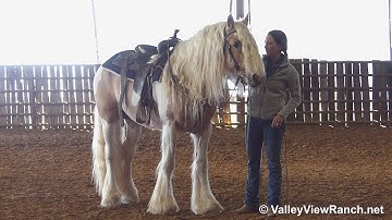 Bandera Game Of Thrones - beautiful whole arena jog! - ValleyViewRanch.net