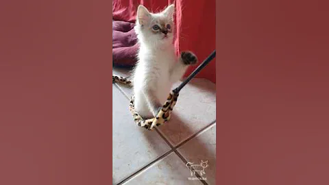 Watch the video about 😹Too cute cat😻(16) #cat #cute#chat