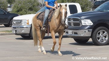 Docs Yellow Duster - riding in town! - ValleyViewRanch.net