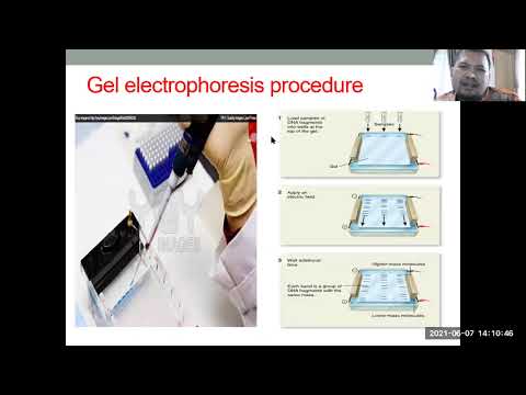Video: Mengapa elektroda positif diletakkan di bagian bawah gel?