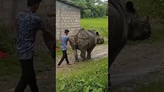 one horn rhino in nepal #rhino#chitwannationalpark@namastekapilvastu5​