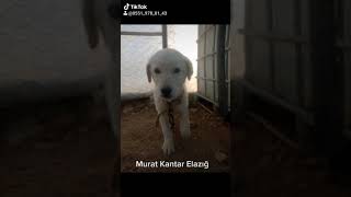 Murat Kantar Elazığ Ürettiğimiz Akbas Ve Anadolu Boz Çoban Yavrulardan Bazıları 0551 - 978 - 01 - 43