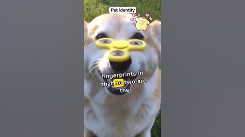 🤔🔍Why Every Dog