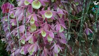 Blooming pendulous Dendrobium orchids in a garden center (aphyllum, Adastra, Nestor, primulinum)