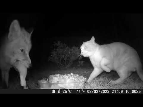 Sneaky Fox Grabs a Bite of Cat's Food || ViralHog