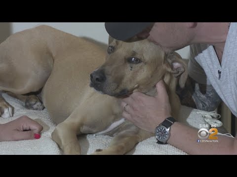 New Rochelle Army Vet's Dog Found
