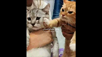 شيرين عبد الوهاب الوتر الحساس حالات واتس 2021 
