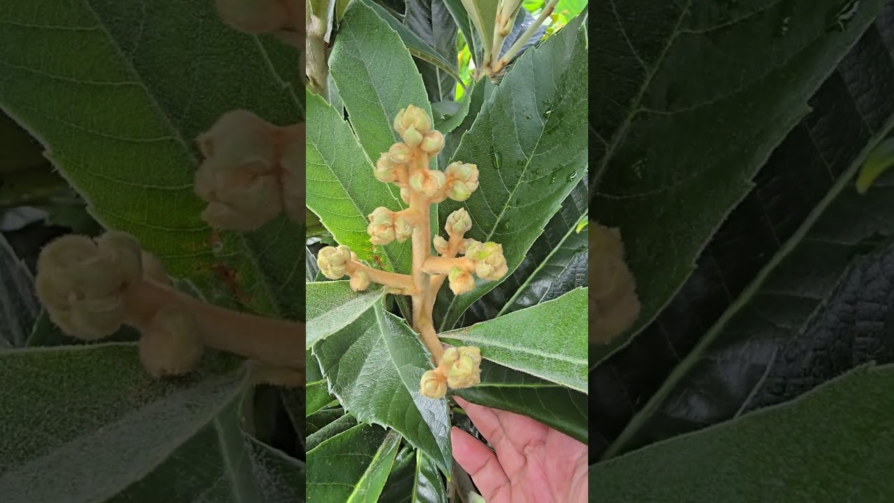 Namulaklak na ang aking Loquat tree, 1 year after planting. Excited na ako matikman ang bunga nito.