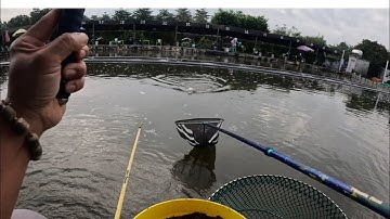 Câu rô phi hồ Thanh Xe Tải quận 12