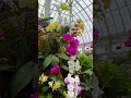 ORCHIDS, Orchids, and More ORCHIDS 🌺 蘭 #shorts #蘭 #orchid #orchidlover #nyc #flowers #flower