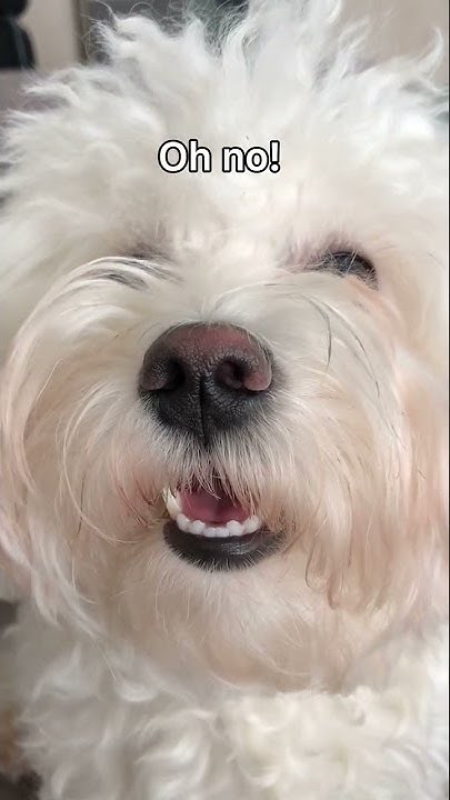 Kinpur Pet Care - YouTube