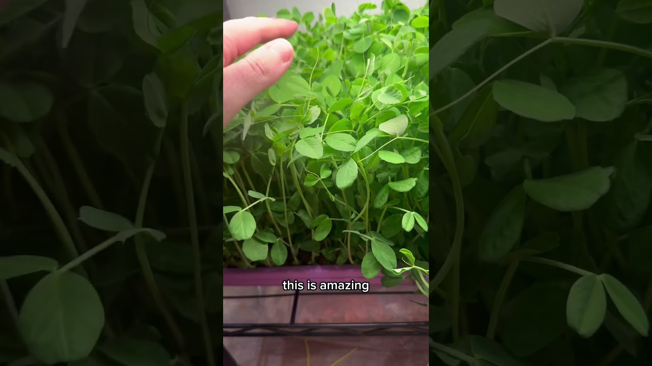 Pea Microgreens Are Quickly Becoming My Favorite!