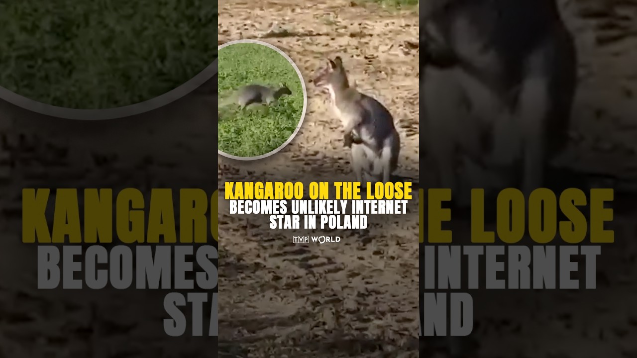 #Kangaroo on the loose becomes unlikely #internet star in #Poland