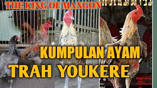 Kumpulan ayam trah youkere yang ada di indonesia