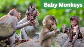 Adorable Baby Monkeys: Nature's Little Miracles 4K by Lord of Animals 1,069 views 7 months ago 10 minutes, 3 seconds
