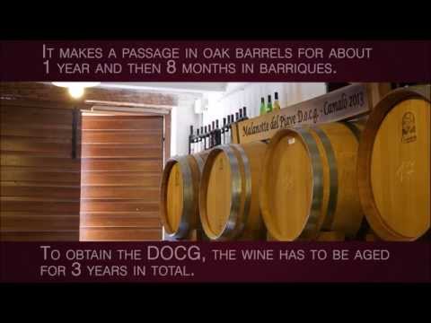 Video: Syrah grapes: piav qhia, yam ntxwv, duab
