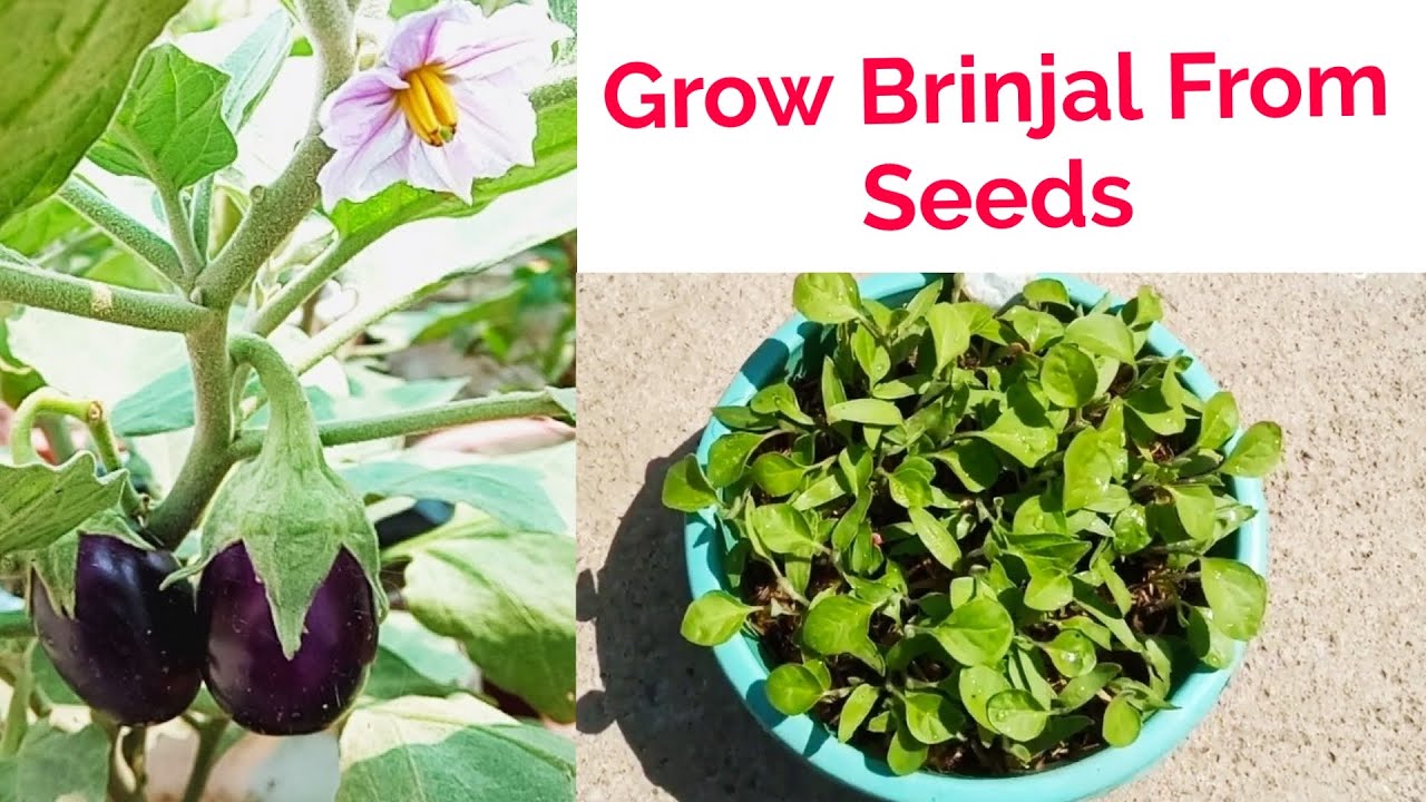 Grow Brinjal Plant From Seeds,Grow EggPlant From Seeds In Pot - YouTube