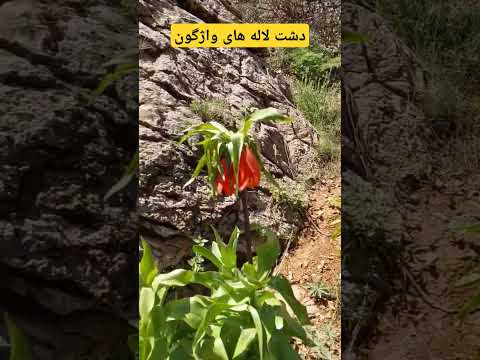 دشت لاله های واژگون نورآباددلفان لاله لاله واژگون گل گل لاله نورآباد نورآباددلفان