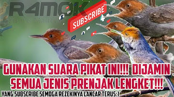 Suara Pikat Prenjak Kepala Merah, Solusi Burung yang susah turun!!!