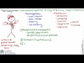 Mastering Thermoregulation and Body Temperature Control