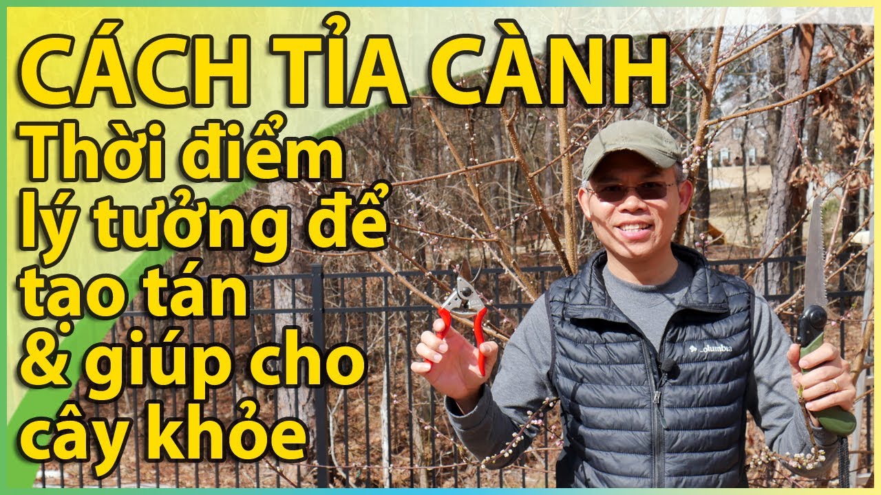 Cách tỉa cành – Thời điểm lý tưởng để tạo tán và giúp cho cây khỏe.