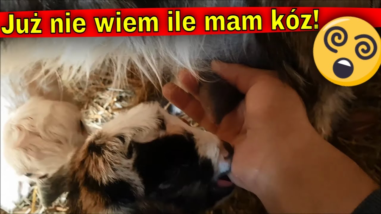 Update Ania mnie zaskoczyła! Wykot Kozy Farmerskiej!