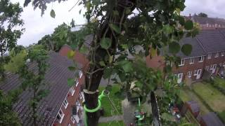 Esdoorn verwijderd met de Shizll Spidersling - Sycamore Removal with Shizll spidersling