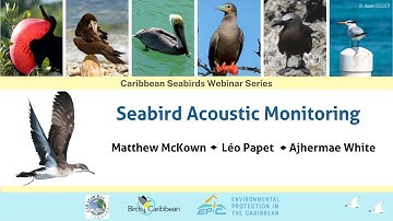 #4 Seabird Acoustic Monitoring