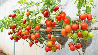 How to grow tomatoes hanging in plastic bottles, growing tomatoes without a garden