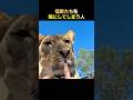 大きすぎる猫を飼ってる人
