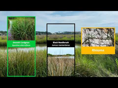 Video: Chistets (46 Photos): Description Of Marsh And Forest Stachis, Direct And Annual, Planting And Care In The Open Field