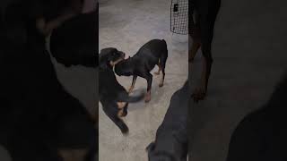 Rottweiler puppies vs Miniature Pinscher