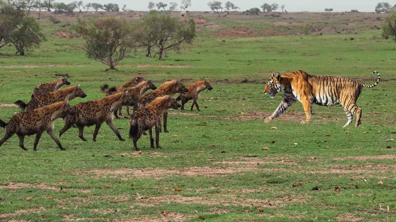 Langsung Jadi RAJA HUTAN? Harimau Sumatra Dilepas Di Afrika, Apa Yang Akan Terjadi?