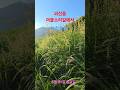 괴산읍 여울소리길에서/At Yeoulsori-gil, Goesan-eup #shorts 아침 풍경/Morning  scenery #윤드림 /Yoon Dream