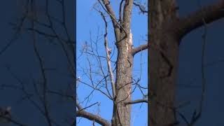 Звуки дятла весной. Дятел стучит по дереву. The woodpecker knocks on the tree #shorts