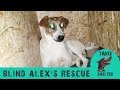 Blind dog overcomes depression by giving birth - Alex - Takis Shelter