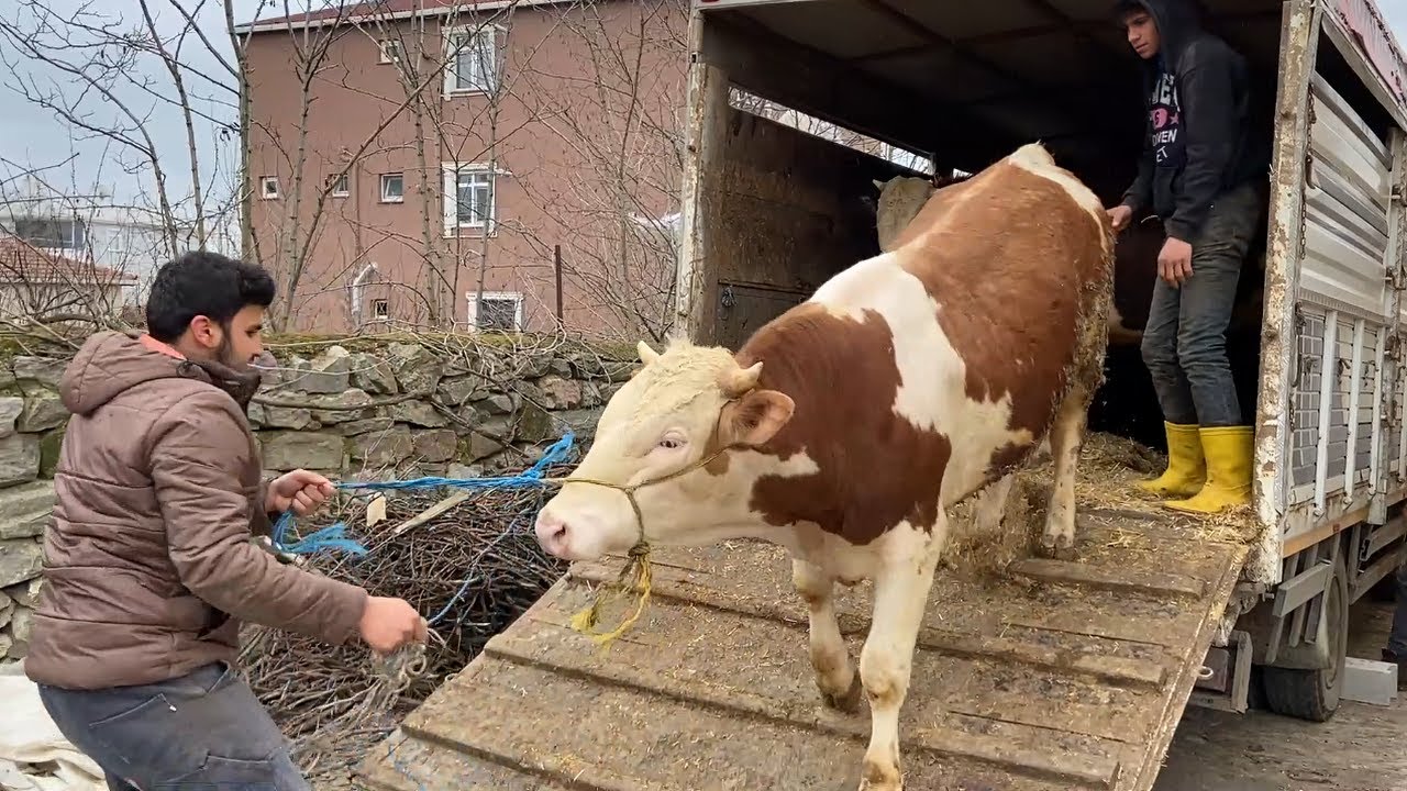 KURBANLIKLARIMIZ GELDİ / KURBANLIK İNDİRME 2022