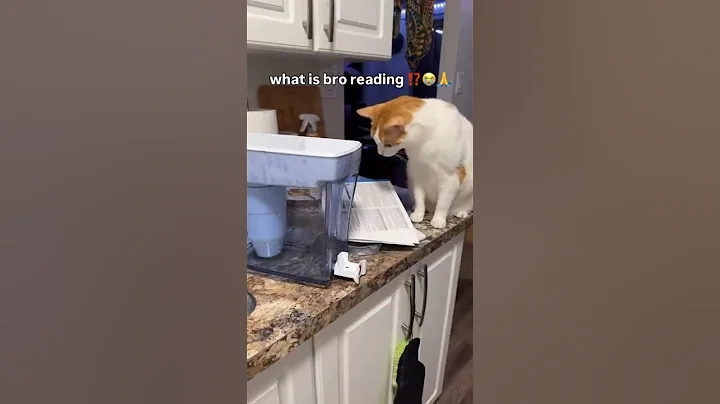 Watch the video about Fighting Over A Single Braincell 😂