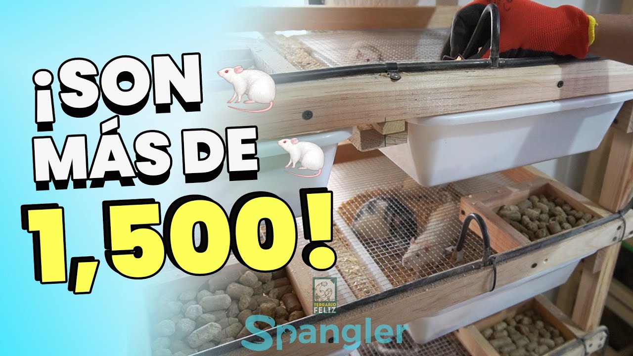 ¡Nuestro CRIADERO de RATAS! (Spangler)- El Terrario Feliz