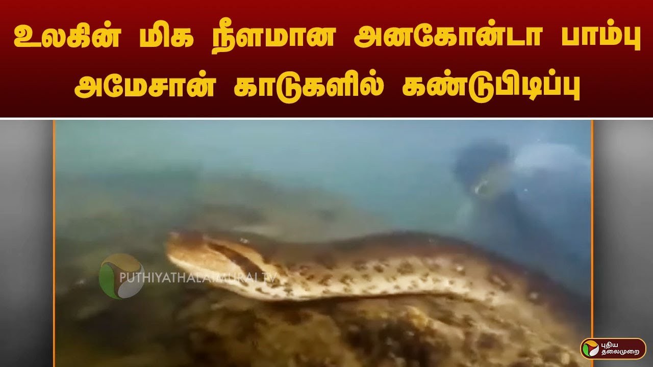 உலகின் மிக நீளமான அனகோன்டா பாம்பு அமேசான் காடுகளில் கண்டுபிடிப்பு | Largest Anaconda | Will smith