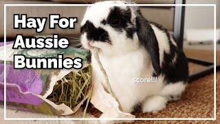 Hay Guide For Aussie Bunny Parents